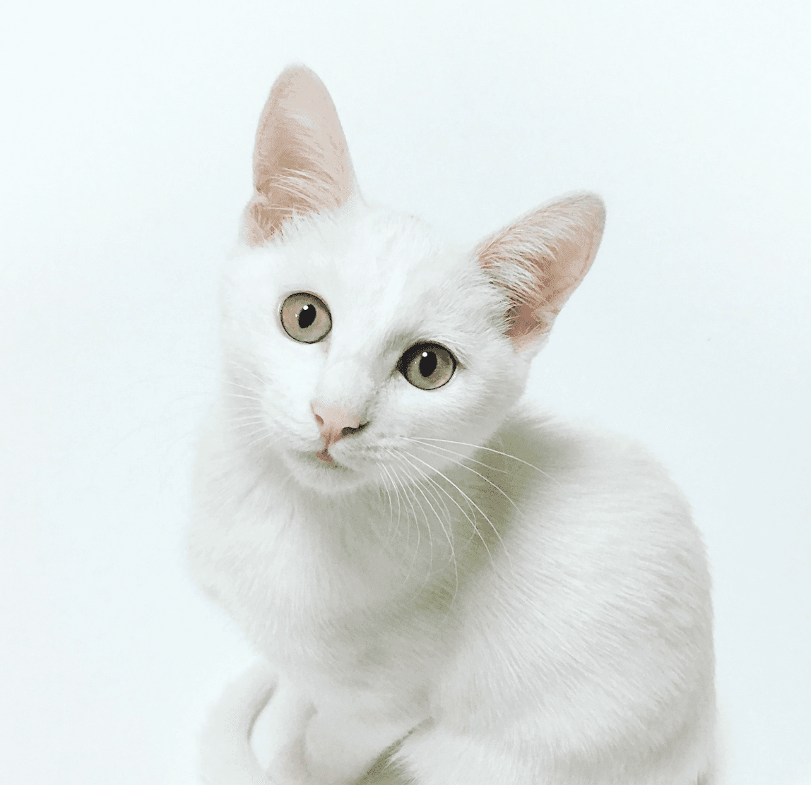 picture of a cat